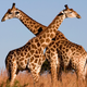 A pair of giraffes in South Africa (not the two who were recently killed by lightning).